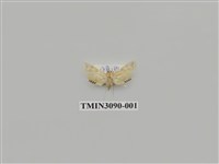 藏品(螟蛾70)的圖片